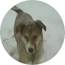 Asad Yshyk profile picture